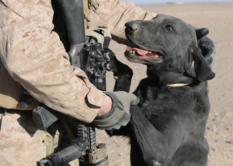 Military Dog Picture of the Week | Off The Base
